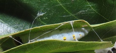 Abantis paradisea