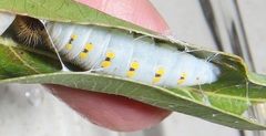 Abantis paradisea