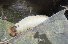 Abantis paradisea