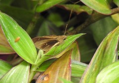 Cymaenes lepta