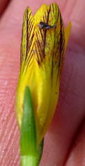 Romulea jugicola