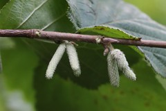 Corylus sieboldiana mandshurica