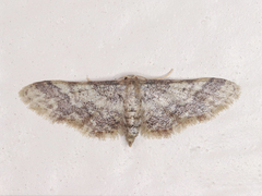 Idaea furciferata