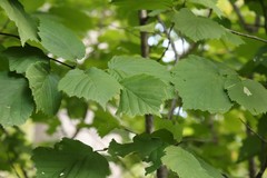 Corylus sieboldiana mandshurica