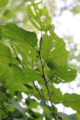 Corylus sieboldiana mandshurica