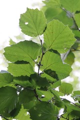 Corylus sieboldiana mandshurica