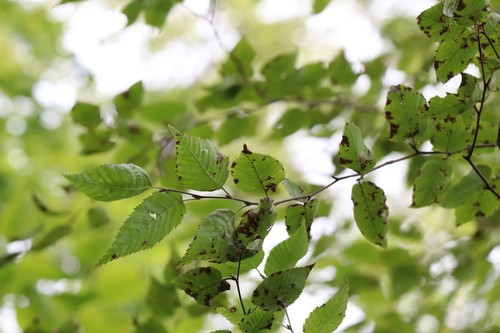 Betula costata (Betula costata)