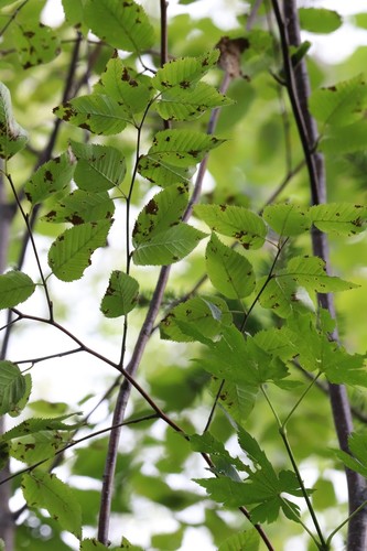 Betula costata, photograph 5