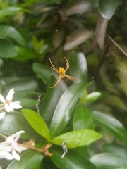 Araneae