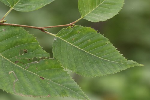 Betula costata, photograph 6