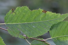 Betula costata