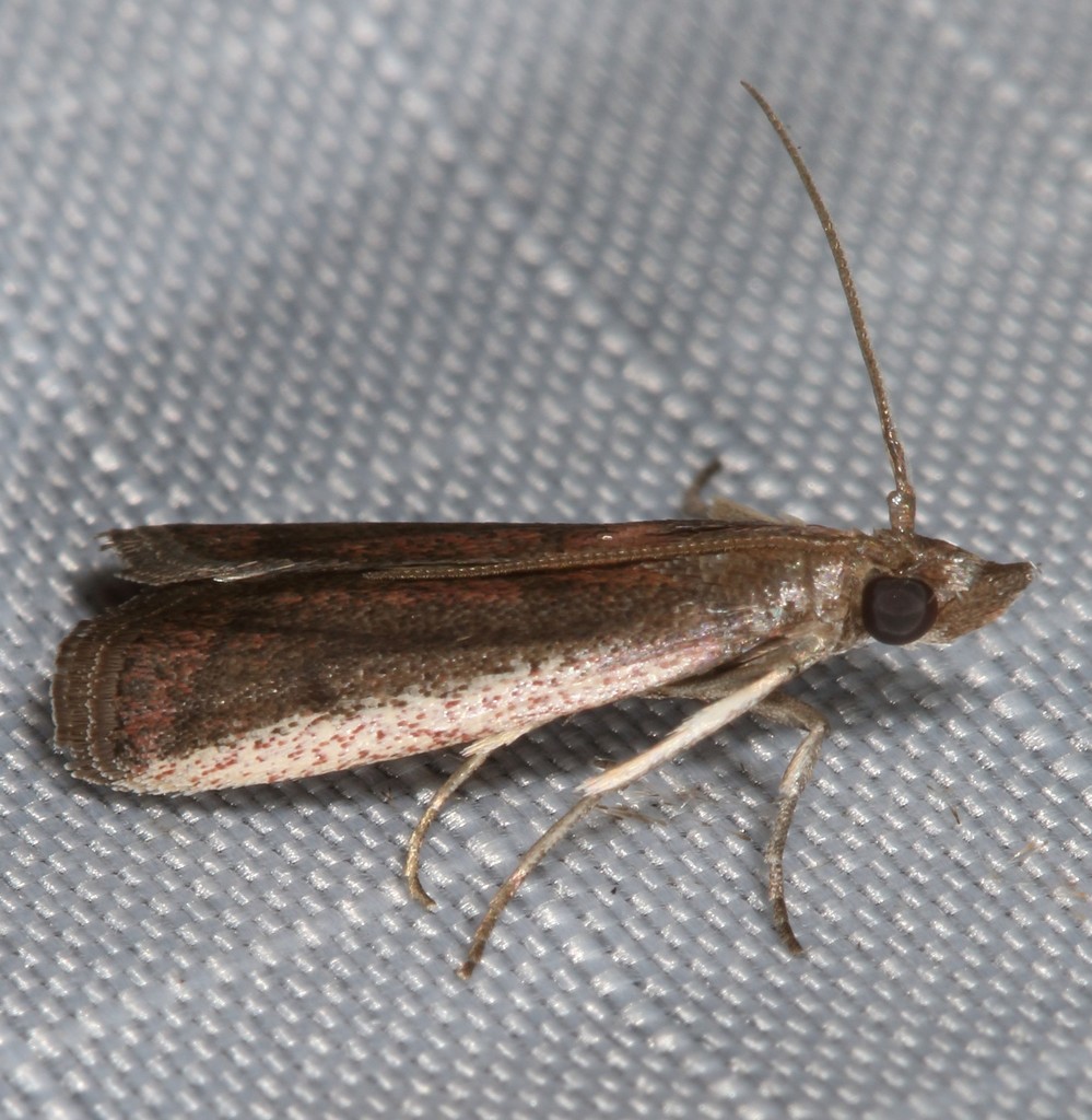 Rosy Atascosa Moth