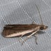 Rosy Atascosa Moth - Photo (c) Stuart J. Marcus, some rights reserved (CC BY-NC), uploaded by Stuart J. Marcus