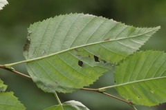 Betula costata
