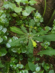 Biophytum sensitivum