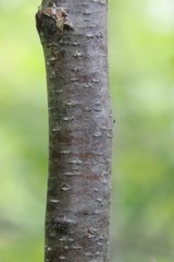 Betula costata