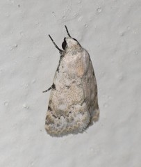 Leucocnemis perfundis