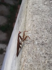Mantis religiosa