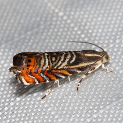 Thaumatographa jonesi