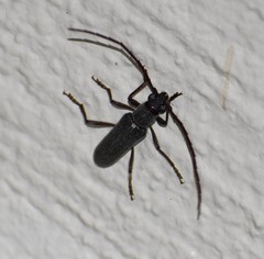 Aneflus obscurus