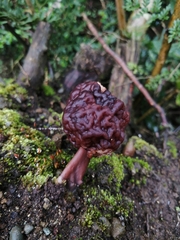 Gyromitra antarctica