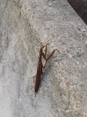 Mantis religiosa