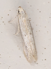 Haplochrois bipunctella