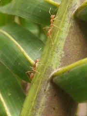 Oecophylla smaragdina