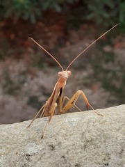 Mantis religiosa