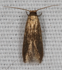 Phaeoses sabinella