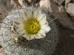 Echinomastus mariposensis