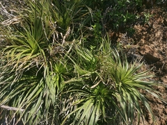 Eryngium paniculatum