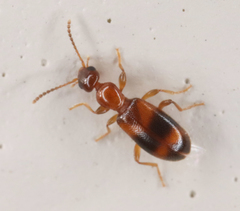 Vacusus vicinus
