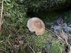 Lactifluus gerardii