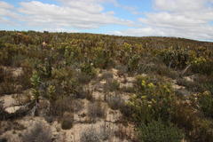 Leucadendron barkerae