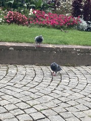 Columba livia domestica