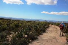 Leucadendron barkerae