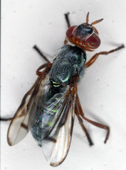 Senopterina caerulescens