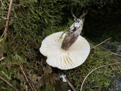 Lactifluus gerardii