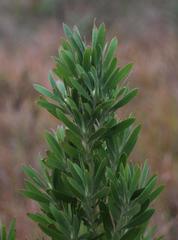 Leucadendron macowanii