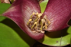 Colchicum coloratum pulchrum