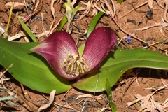 Colchicum coloratum pulchrum