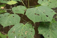 Acer tegmentosum