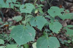 Acer tegmentosum