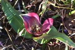Colchicum coloratum pulchrum