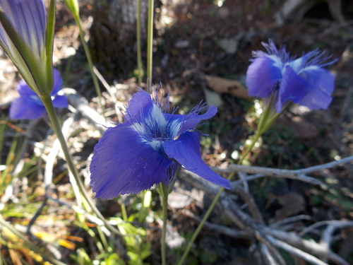 Image of Gentianopsis macrantha by no rights reserved