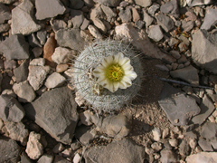 Echinomastus mariposensis