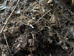 Plicariella