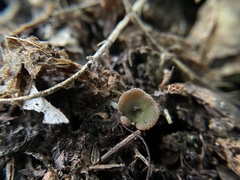 Plicariella