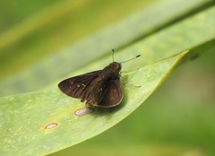 Hesperiinae